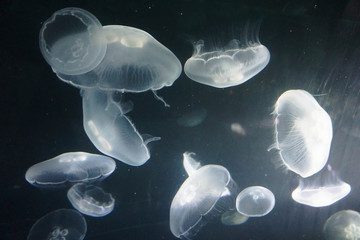 White fluorescent jellyfishs in La Rochelle Aquarium, Location is La Rochelle,France