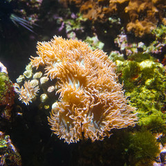 Naklejka na ściany i meble Wonderful corals in La Rochelle Aquarium,Location is La Rochelle,France