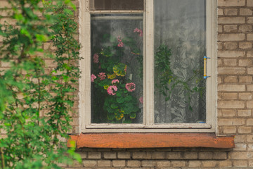 Fototapeta na wymiar Blooming geranium in the window of a Soviet (Communist) era building in Saint Petersburg, Russia. Silicate brick wall, tulle, houseplants, outdoor thermometer. Usual Russian window in an usual house