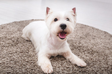 Portrait of White Terrier lying on the mat
