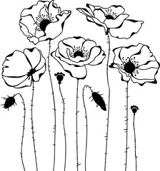 Poppies silhouette on white background