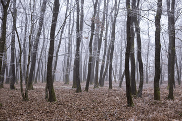 Frosty fog in forest woods winter snow