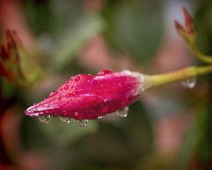Fototapeta premium Red Rose and Raindrops