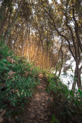 Forest path walk by the sea sunny day