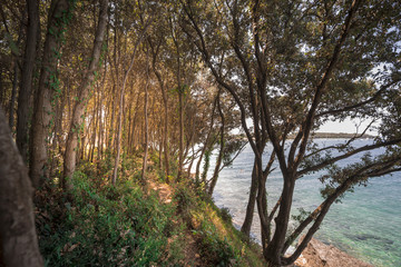 Fototapeta premium Forest path walk by the sea sunny day