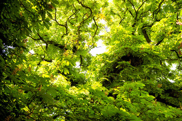 Chestnut tree with green leaves in Prague, Czech Republic