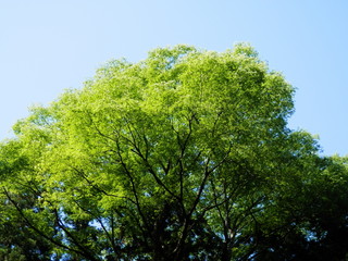 Fototapeta premium 青空の下の生命力ある樹冠(福島県)