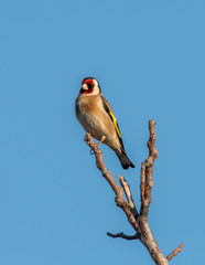 A European goldfinch sitting on a tree in springtime