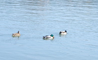 Mallard ducks swimming in the river