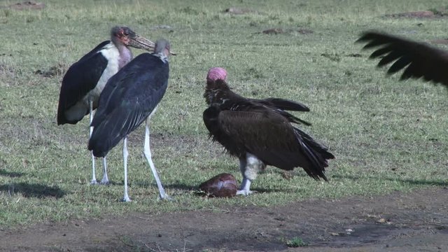 Two marabou storks tries to steal a meal from a lone vultures but is rescued by another