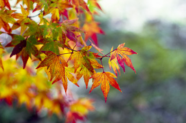 紅葉したもみじ