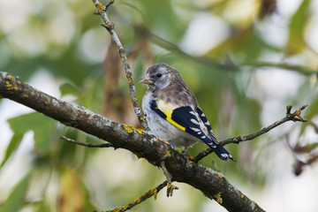 Young european goldfinch sitting on branch. Cute brite little songbird. Bird in wildlife.