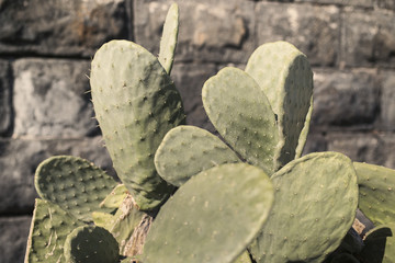 Figs of prickly pear