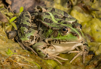 A water frog resting near a small pond on a sunny day