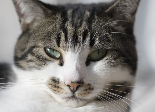 Cat portrait close-up