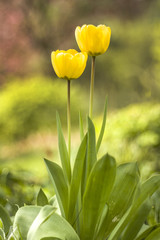 Dwa żółte kwiaty tulipany na tle zielonego tła ogrodu