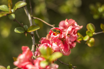 Pszczoła robotnica zbiera nektar z kwiatów pigwowca. © Tomasz