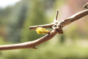 Młody pąk rośliny winogrona wyrasta z gałązki.