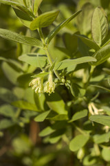 Żółte kwiaty i młode liście krzewu jagody kamczackiej. © Tomasz