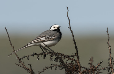 A white wagtail sitting on a bush