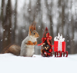A cute red squirrel stands in the snow near a small Christmas tree and a gift box. Concept of winter animal. © Helga P-A.