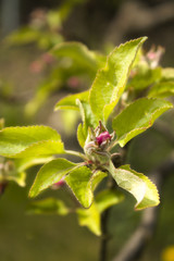 Pąki kwiatowe jabłoni wraz z młodymi liśćmi w wiosenny dzień.