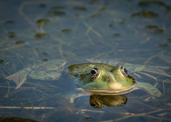 A water frog resting in a small pond on a sunny day