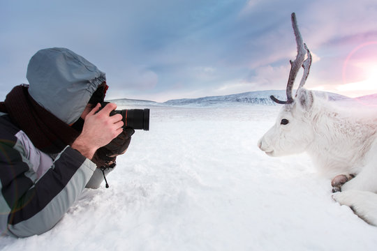 A young photographer shoots a white and cute deer lying on the snow. Very cold. Russia, Siberia, Yamal.