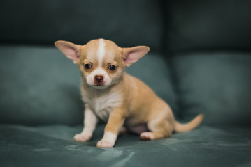 Obraz premium Little puppy, Chihuahua 