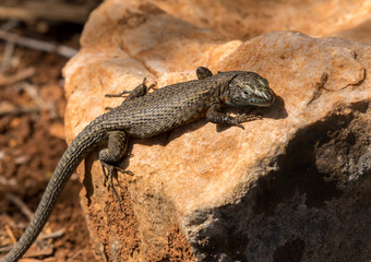 A dark lizard sitting on a stone