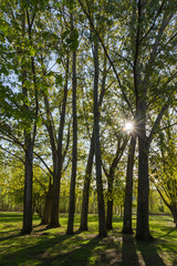 Obraz premium Arboleda de Chopos a Contraluz en Parque Publico
