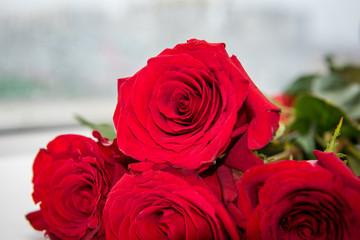Bouquet of fresh red roses - symbol of love, on light background