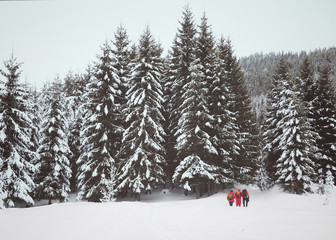 Hikers on snow slope in snow-covered forest at gray winter day