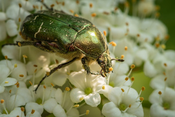A flower chafer feeding on white blossoms