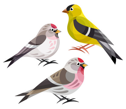 Stylized Birds - Finches - American Goldfinch, Hoary Redpoll, Common Redpoll