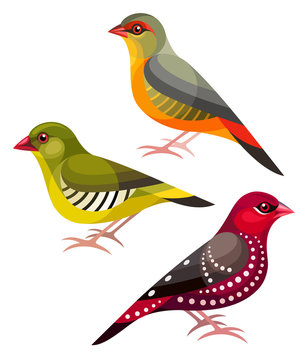 Stylized Birds - Orange-breasted Waxbill, Green Avadavat, Red Avadavat