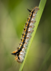 A colorful caterpillar sitting on grass in springtime