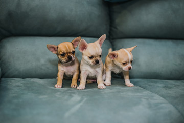 Little puppies, Chihuahua