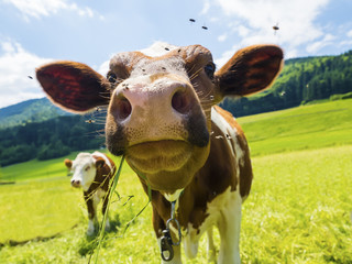 Oberösterreich, Österreich, Salzkammergut,   Kuh steht auf einer Weide und schaut in die Kamera