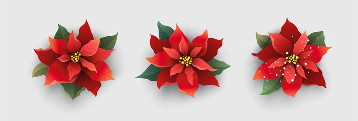 Red Christmas poinsettia flower isolated on white - 181546882