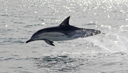 Sun Dappled Dolphin