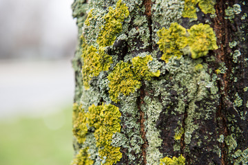 Old tree trunk with lichen, moss and fungi