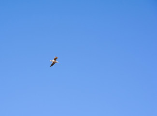 Seagull in the blue sky