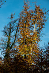 Bäume im Herbst