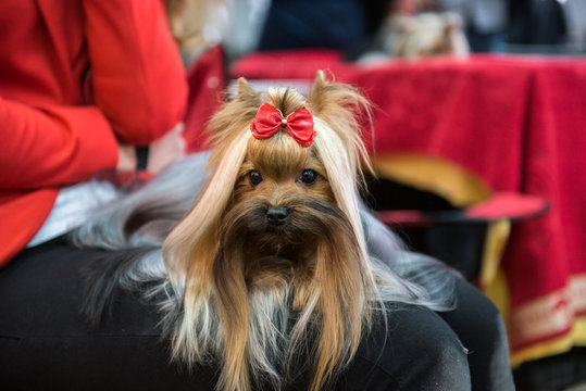 Yorkshire terrier lying in owner's lap, waiting to enter show ring on god show