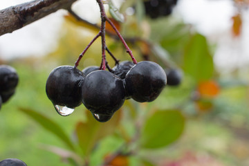 Cluster of aronia