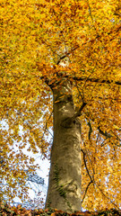 B&auml;ume im Herbst