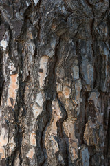 pine tree bark background vertical