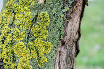 Old tree trunk with lichen, moss and fungi