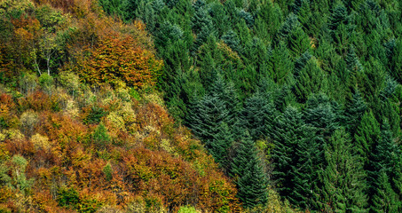 Colorful autumnal forests in Alsace, France
